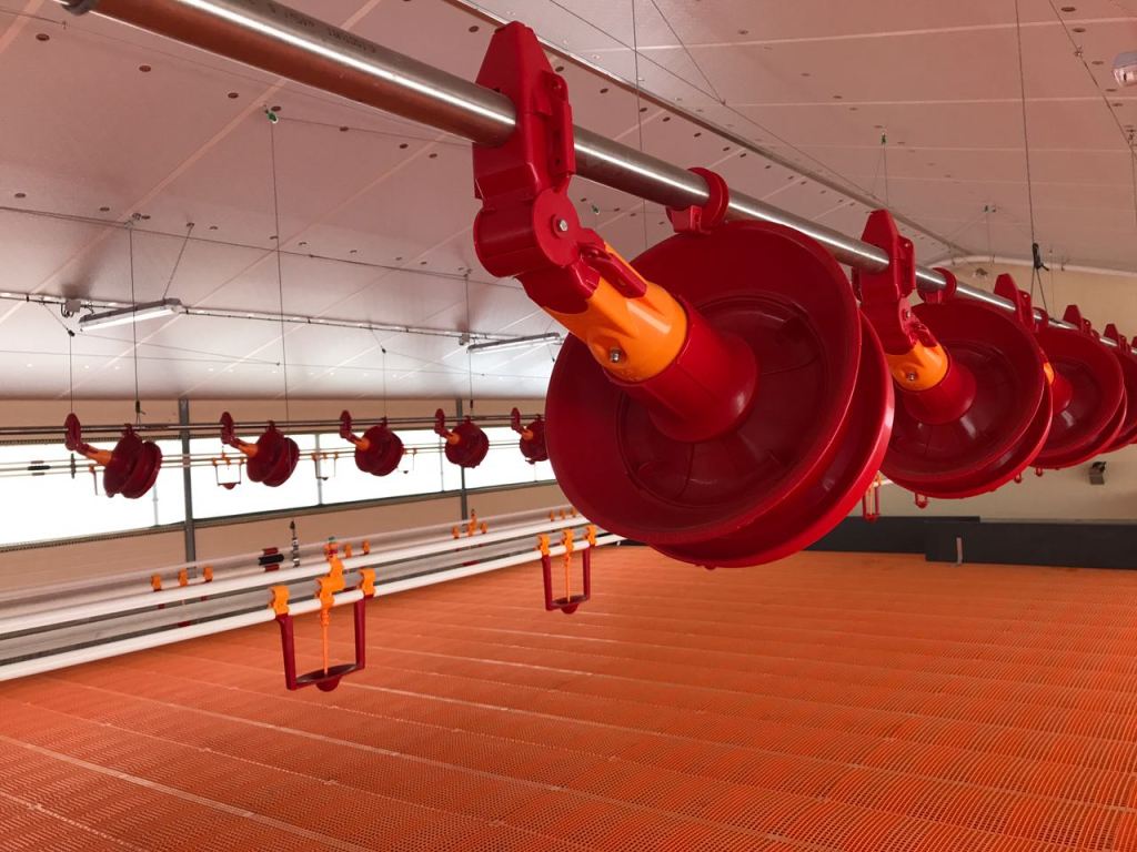 Linii automate hrănire curcani.