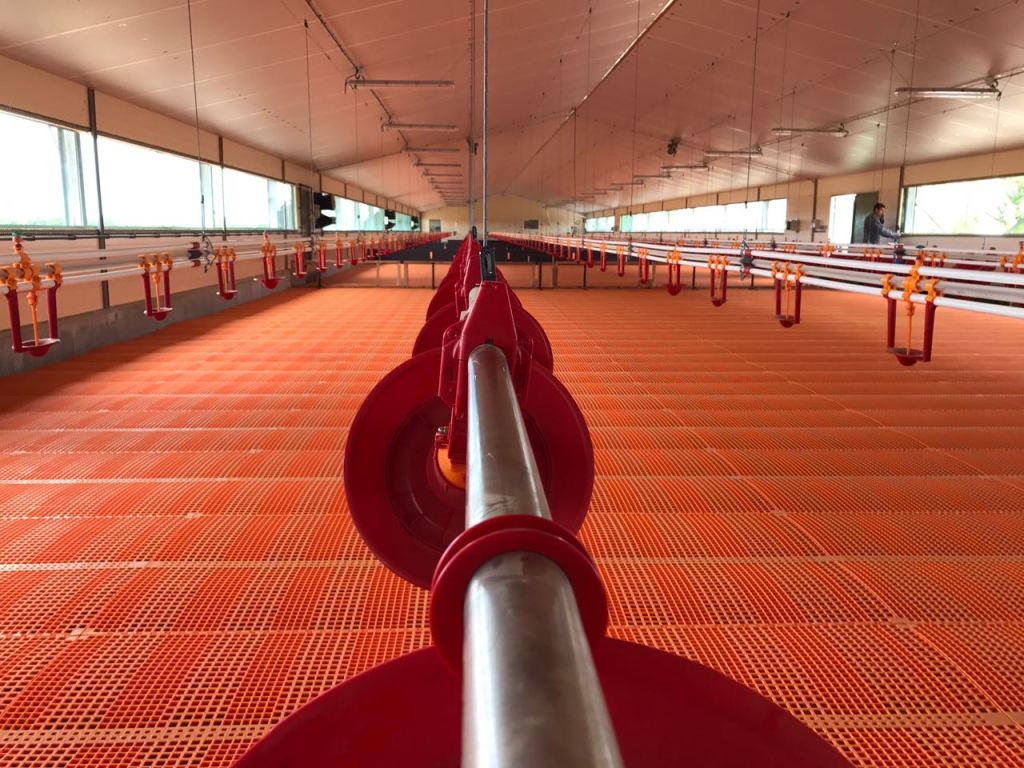 Linii automate hrănire  broiler..