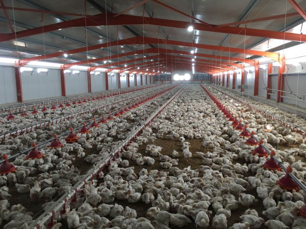 Linii automate hrănire si adăpare Broiler.