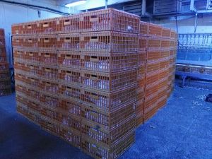 Lăzile noastre la Safir.