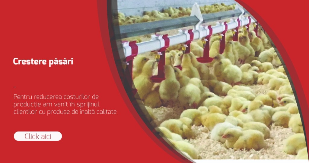 Echipamente durabile creștere broiler.